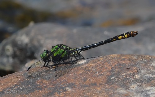 Male
11 June 2017  Randolph, WV